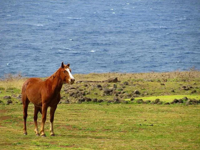 Caballo relinchando | Flickr - Photo Sharing!