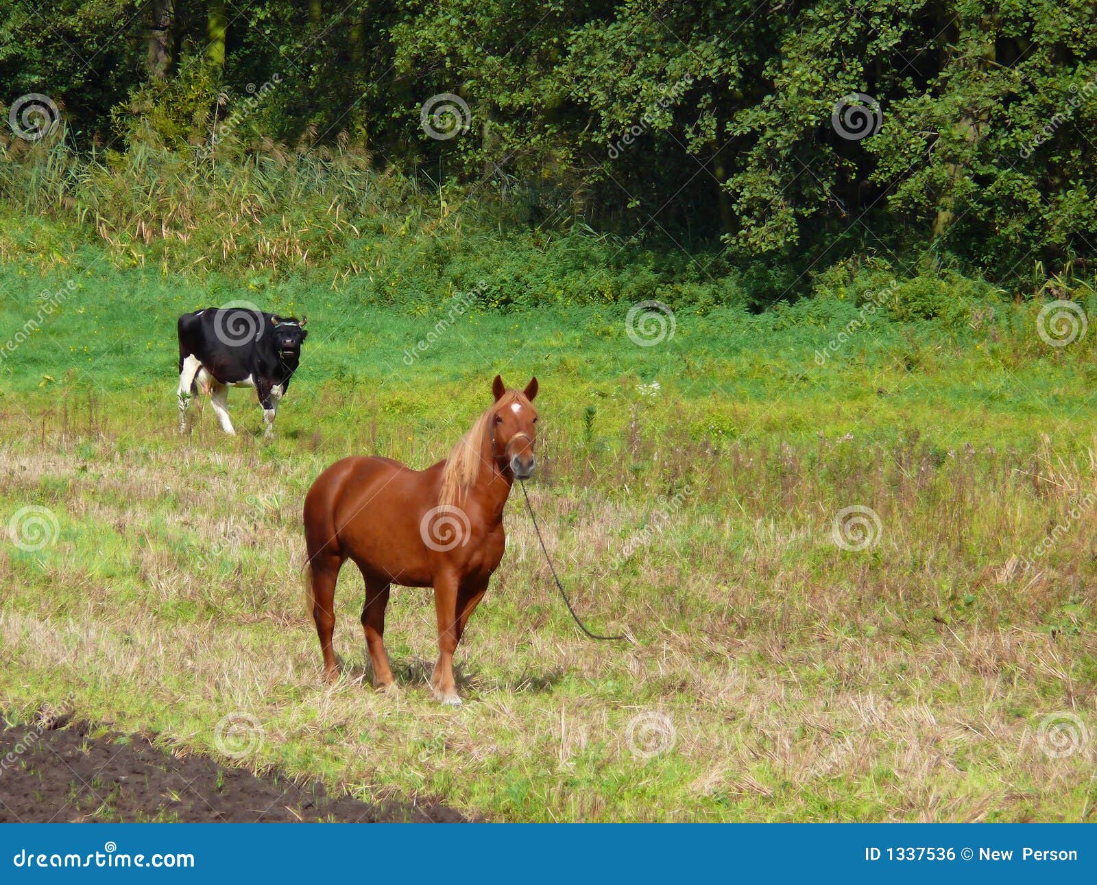 Caballo Y Vaca Imagen de archivo libre de regalías - Imagen: 1337536