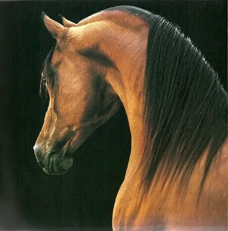 Caballos Arabes