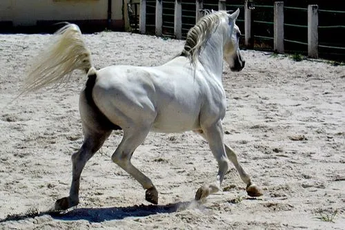 Caballos árabes. Fotos de caballos árabes