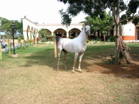 Caballos Arabes en Puerto Vallarta