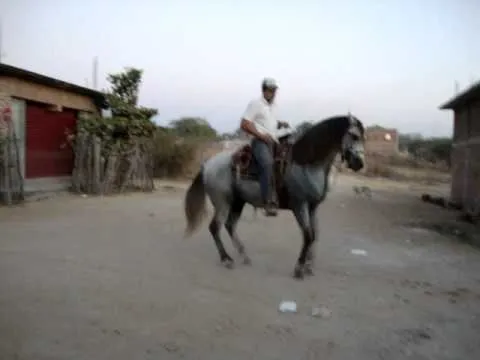 CABALLOS BAILADORES EN VENTA EN PASO DE ARENA GUERRERO EL TECUAN ...