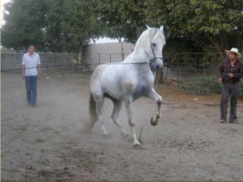 Caballos de ranchos - Imagui