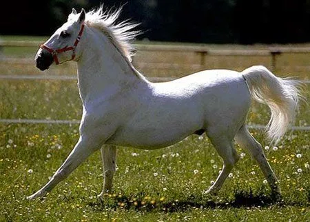 Caballos bebés - Imagui