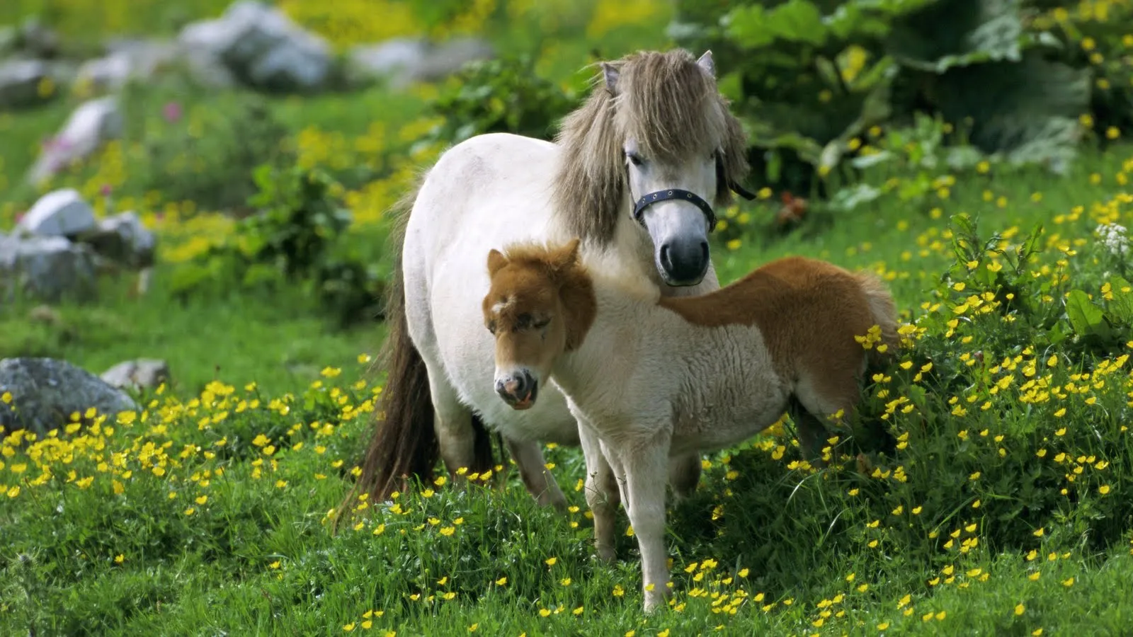 Caballos bebés tiernos y lindos - Imagui