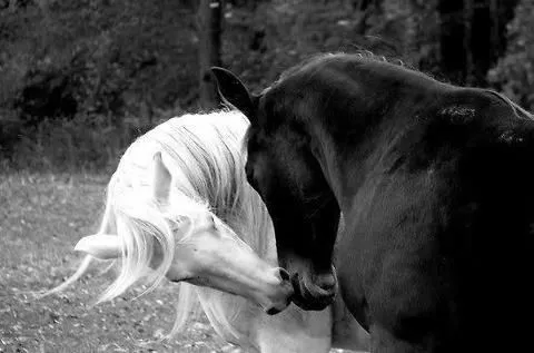 Caballos blanco y negro | Reino animal | Pinterest