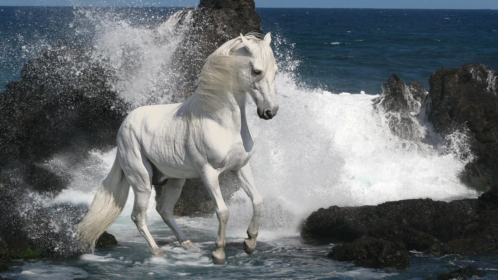 Caballos blancos HD wallpapers - Imagui