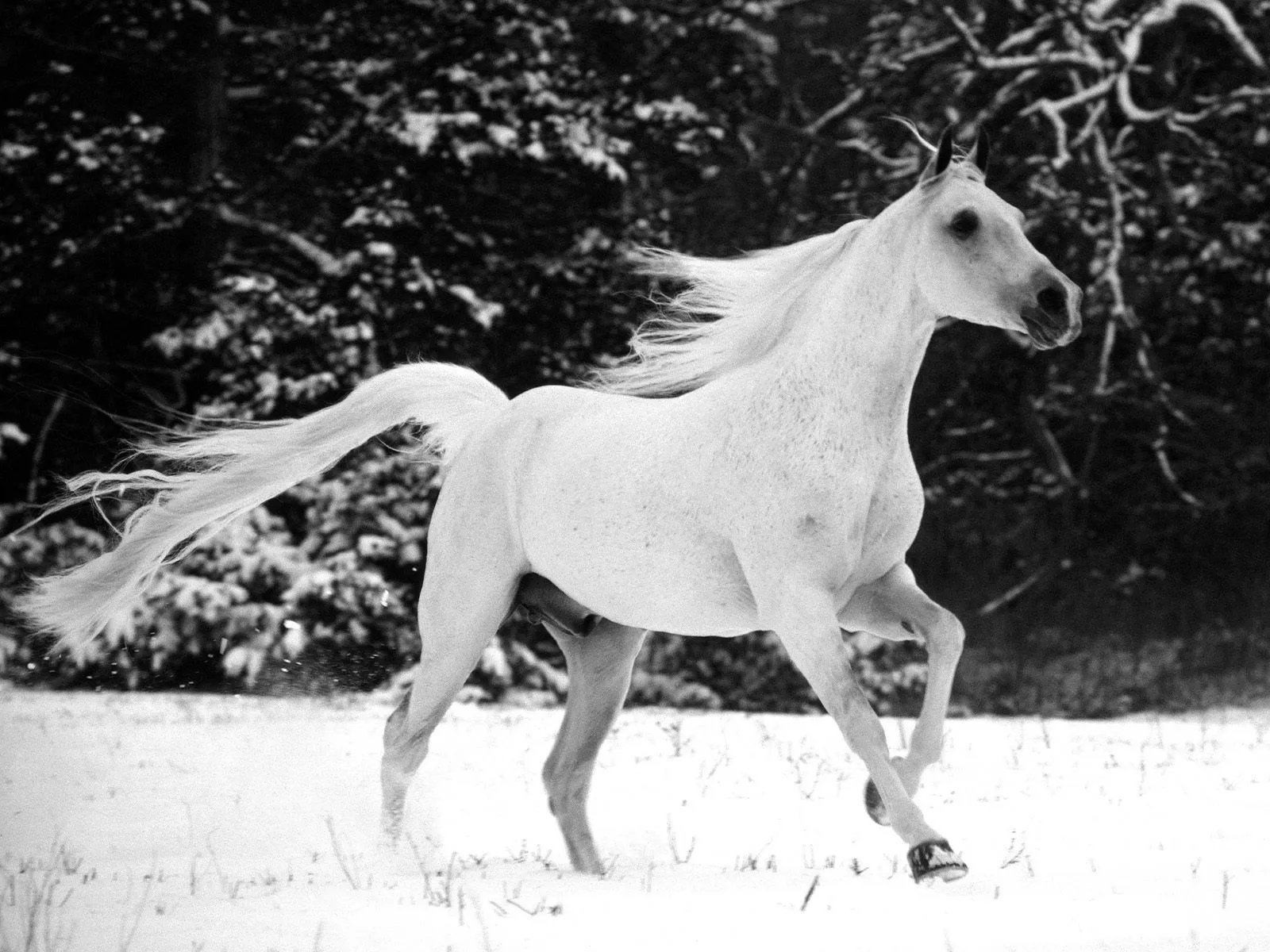 Wallpaper HD Caballo en la nieve