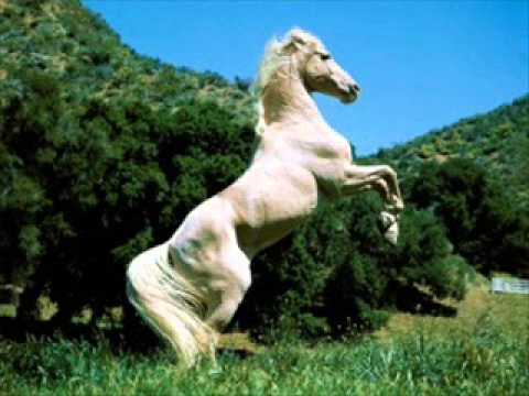 Los caballos mas bonitos del mundo - Imagui