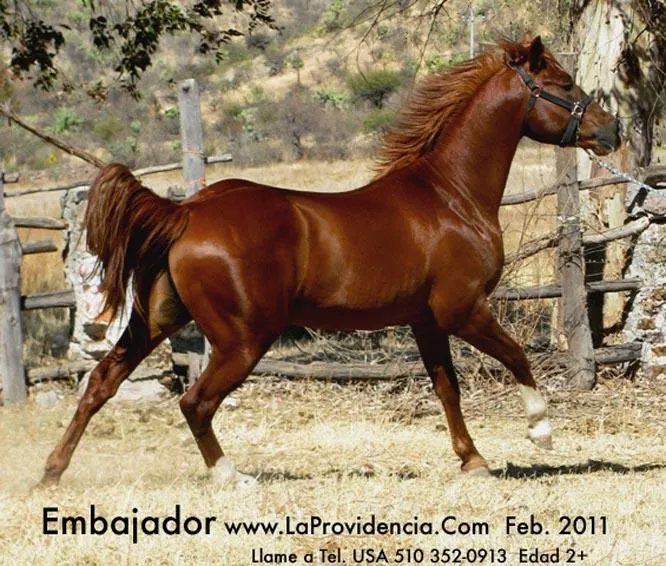 caballos: caballos finos