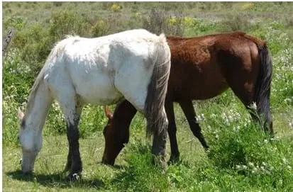 Caballos a campo - Engormix