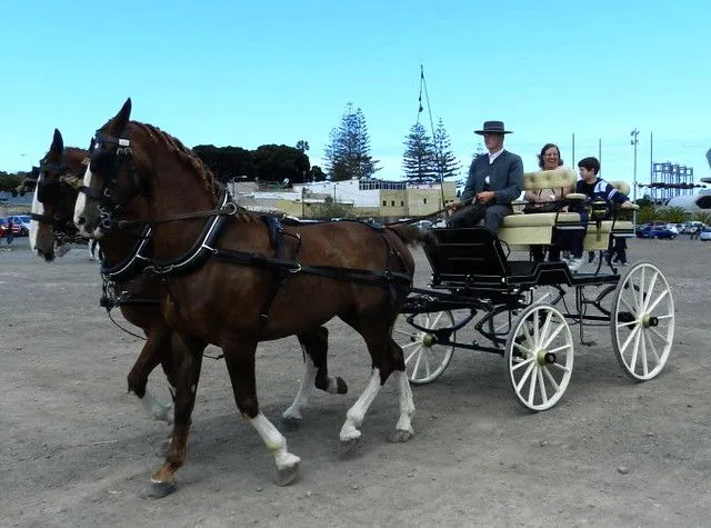 Caballos y carretas 19 V Feria de Abril Las Palmas de Gran Canaria ...