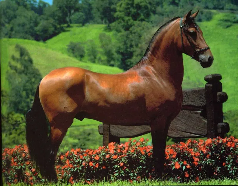 caballos colombianos