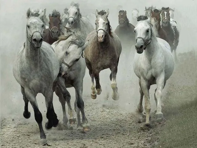 Galería de fotos caballos criollos El Chusco y Las Boleadoras