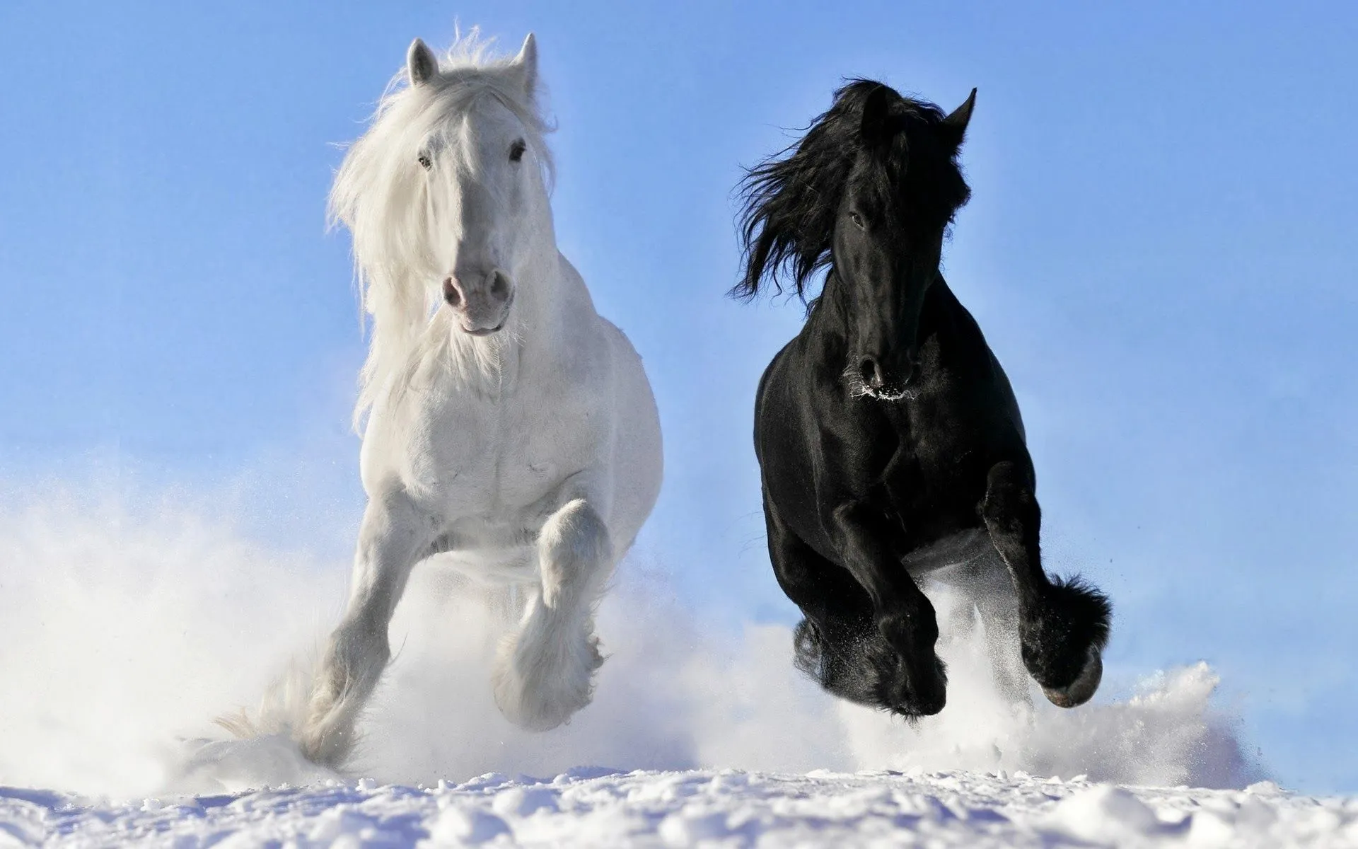 Caballos Corriendo en la Nieve | Fotos e Imágenes en FOTOBLOG X