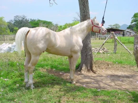 Caballos Cuarto de Milla, Pintos y Apaloosa | Fotos 9665 - engormix.