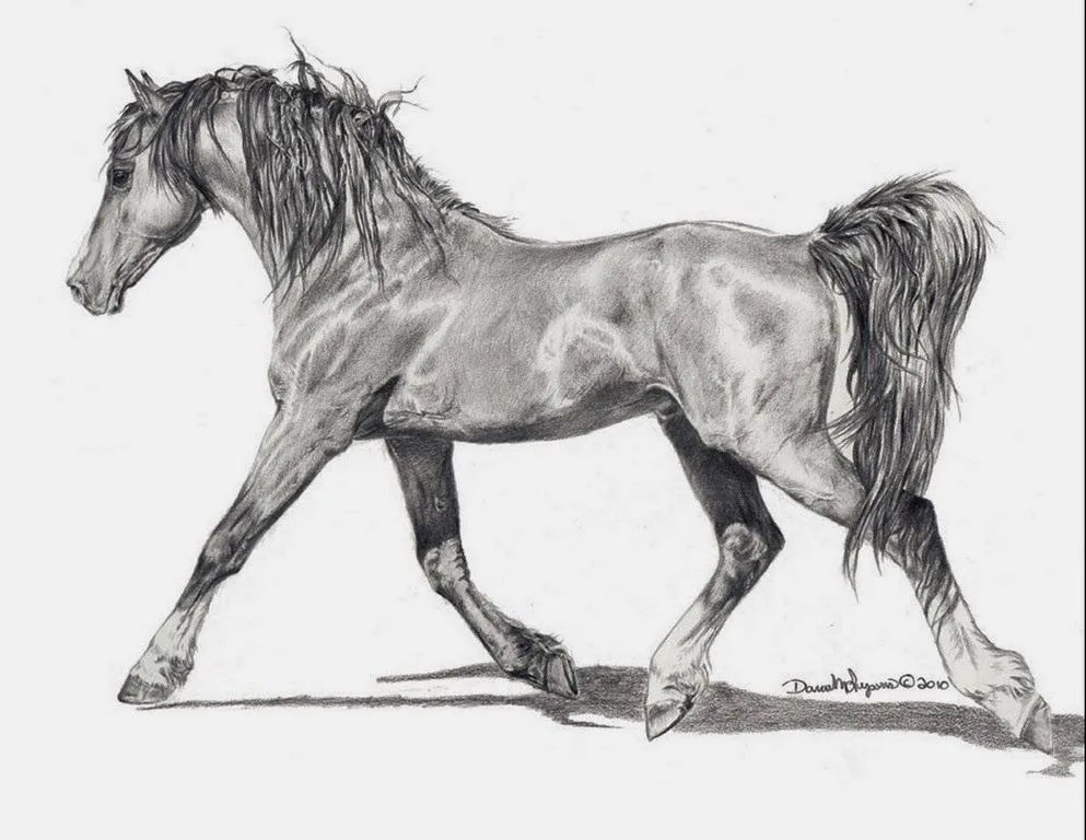 Caballos Dibujos a Lápiz, Pinturas de Dana Lysons, USA | Cuadros ...