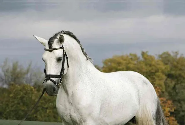 CABALLOS ESPAÑOLES