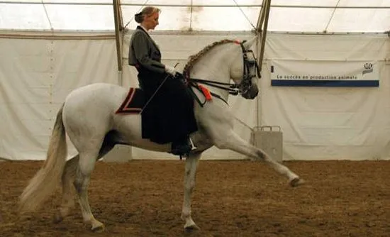 Caballos españoles. Caballos de rejoneo. Fotos de caballos andaluces