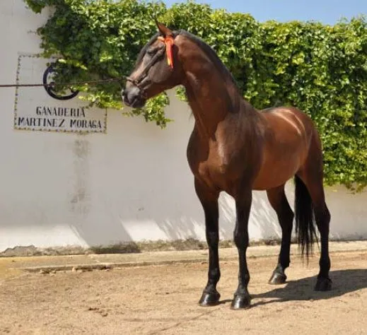 CABALLOS ESPAÑOLES EN VENTA / / ANDALUSIAN HORSES FOR SALE