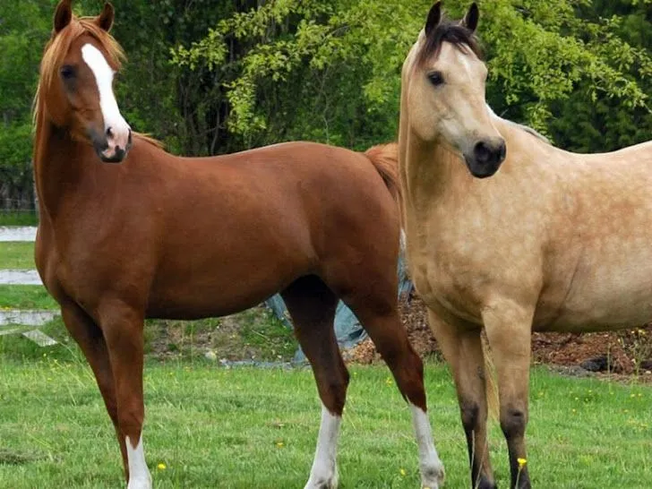 Caballos finos y bonitos - Imagui