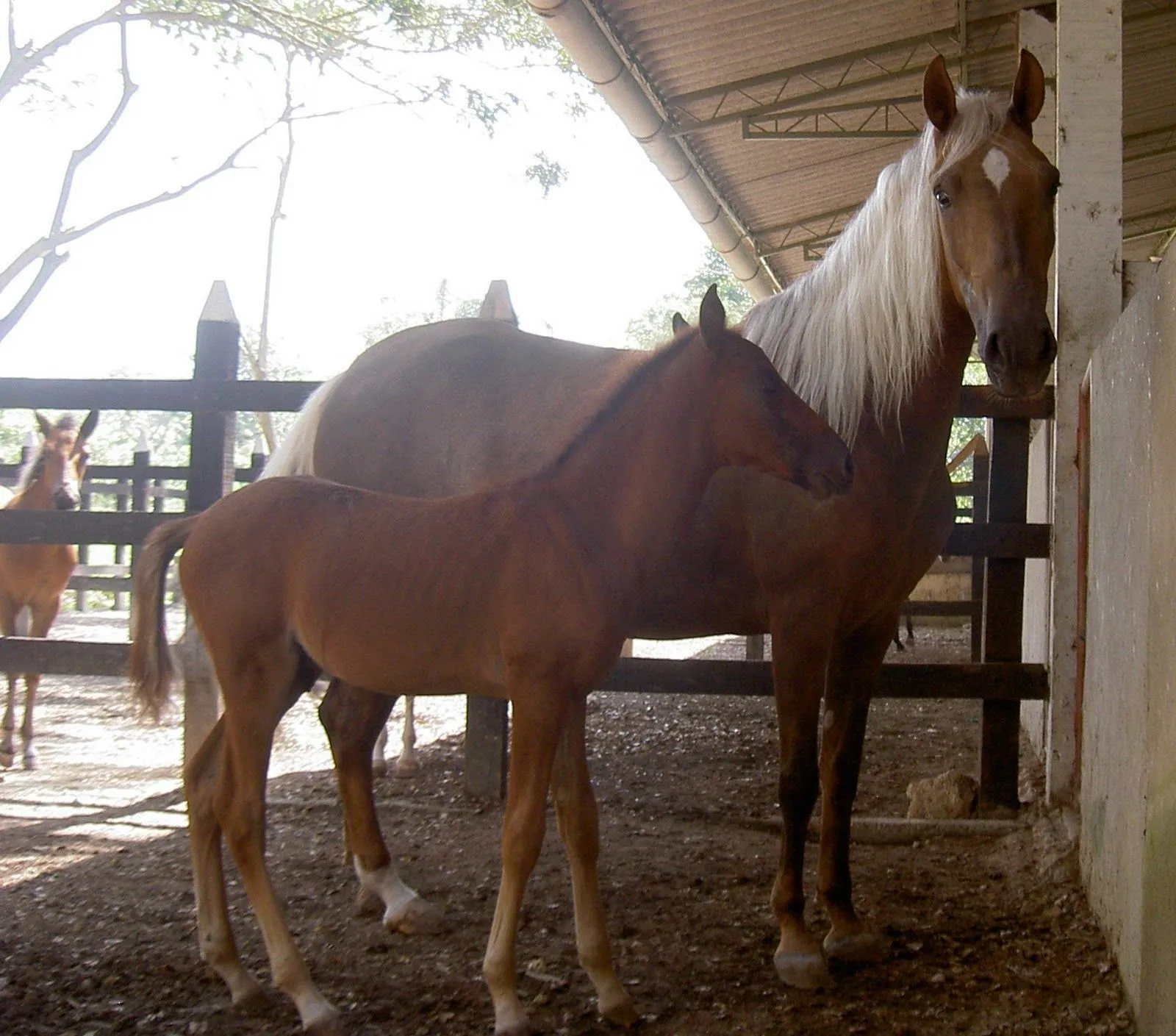 Imagenes de caballos finos y bonitos con sus potritos - Imagui