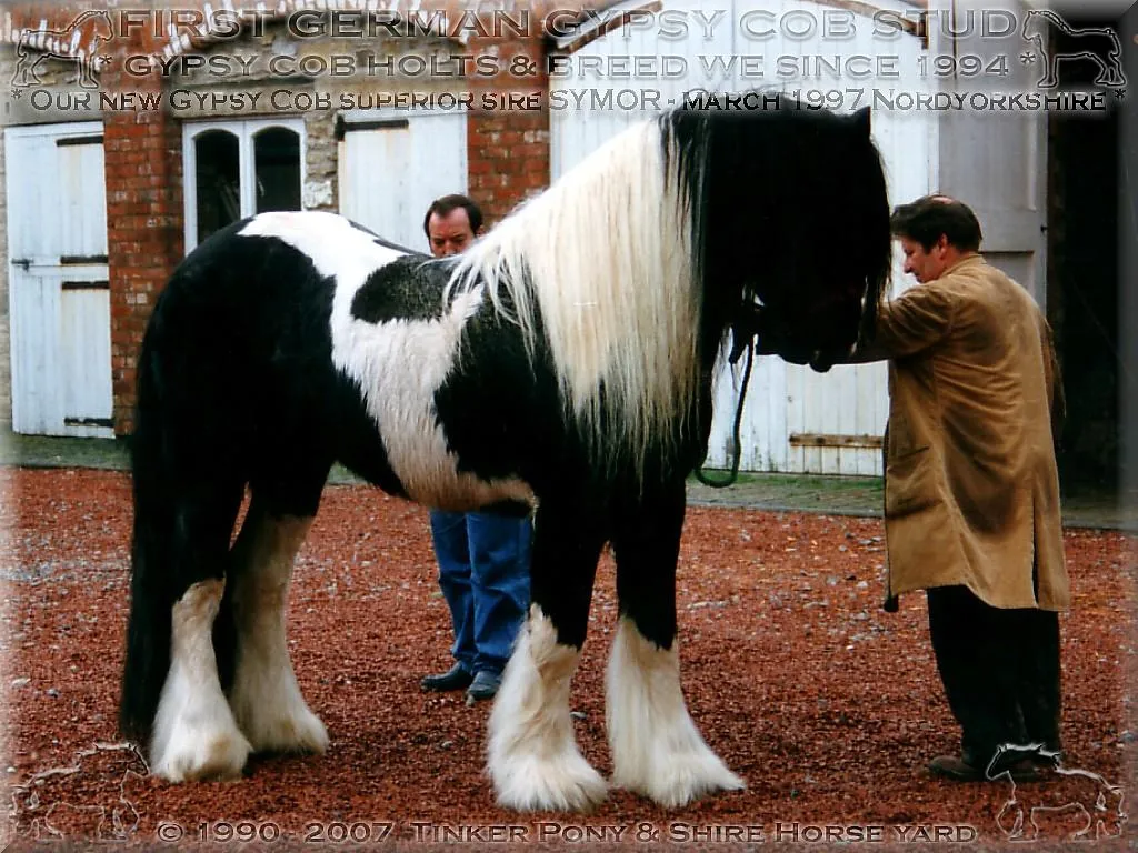 Caballos Finos - Taringa!