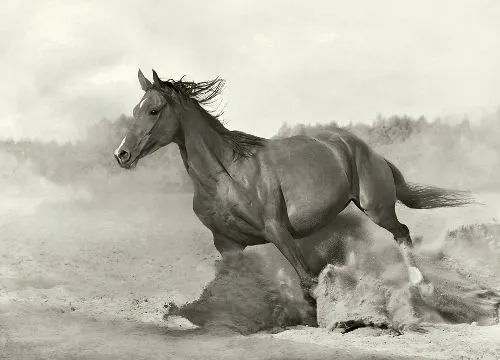 Caballos, fotos del ímpetu más bello | SobreFotos