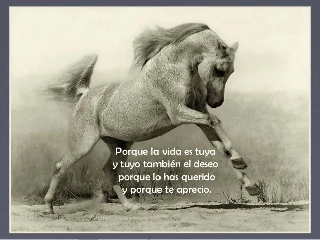 Caballos y frases