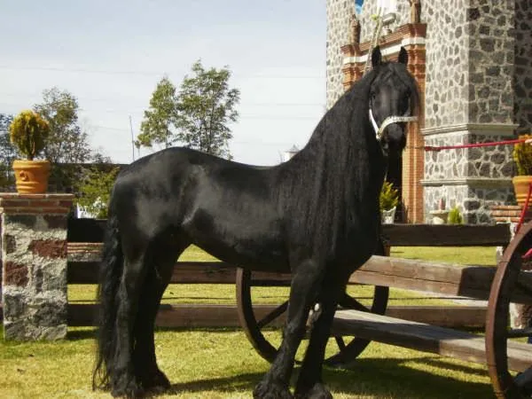 Caballos frisian bailadores - Imagui