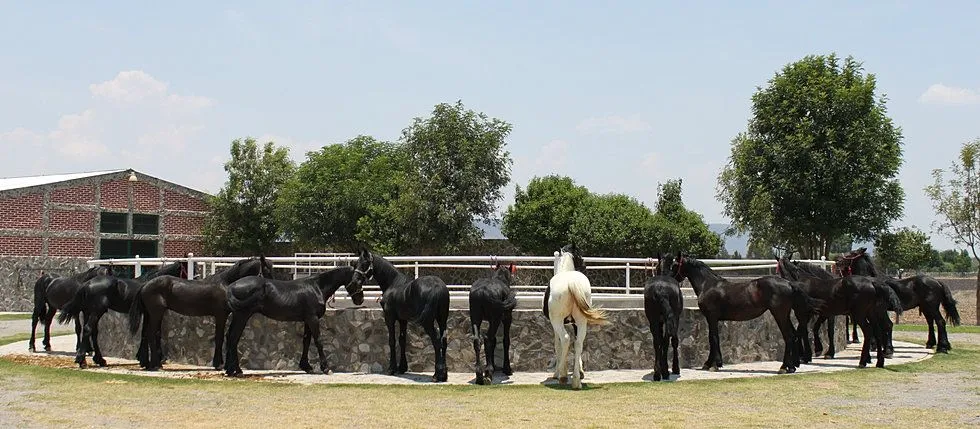 Caballos frisian bailadores - Imagui