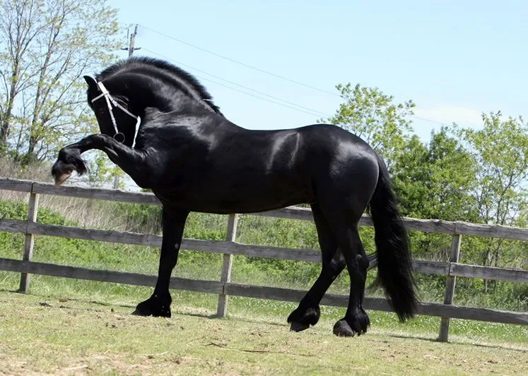 Fotos de caballos Frisones