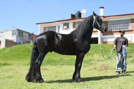 Caballos frisones en venta - Imagui