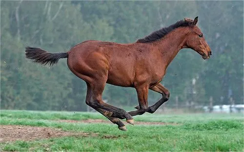 Caballos galopando - Imagui