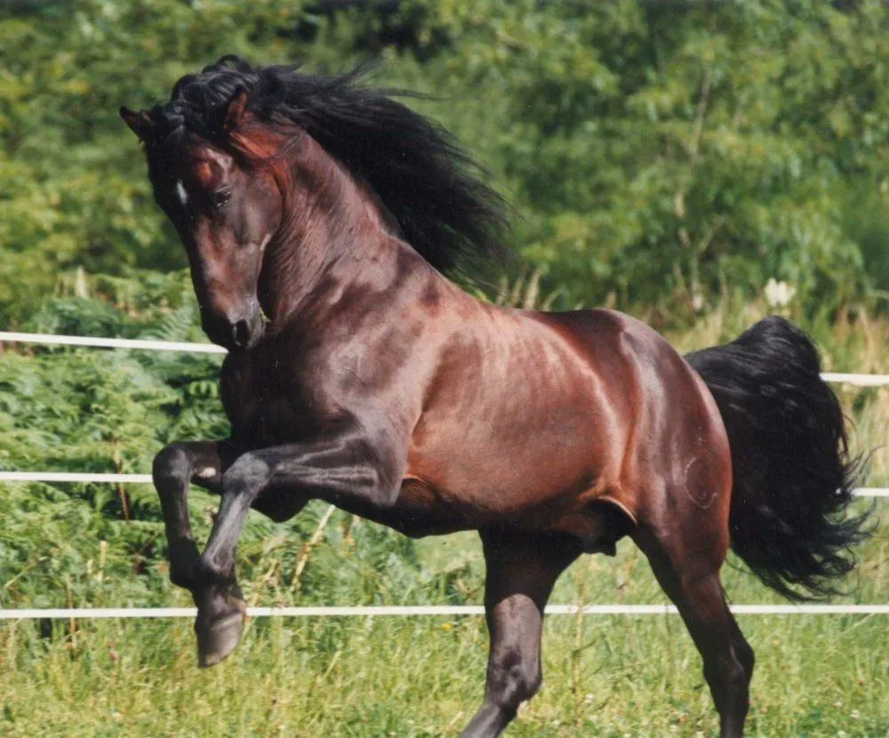 Caballos de guerra. | UNA HISTORIA CURIOSA