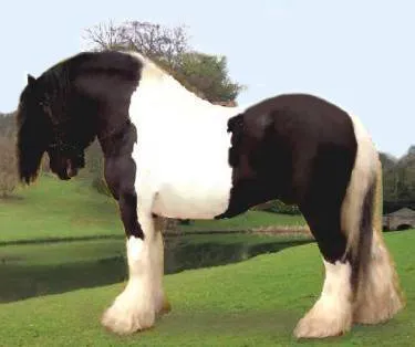 Caballos Gypsy Vanner-Gaballos Gitanos-Gypsy MVP