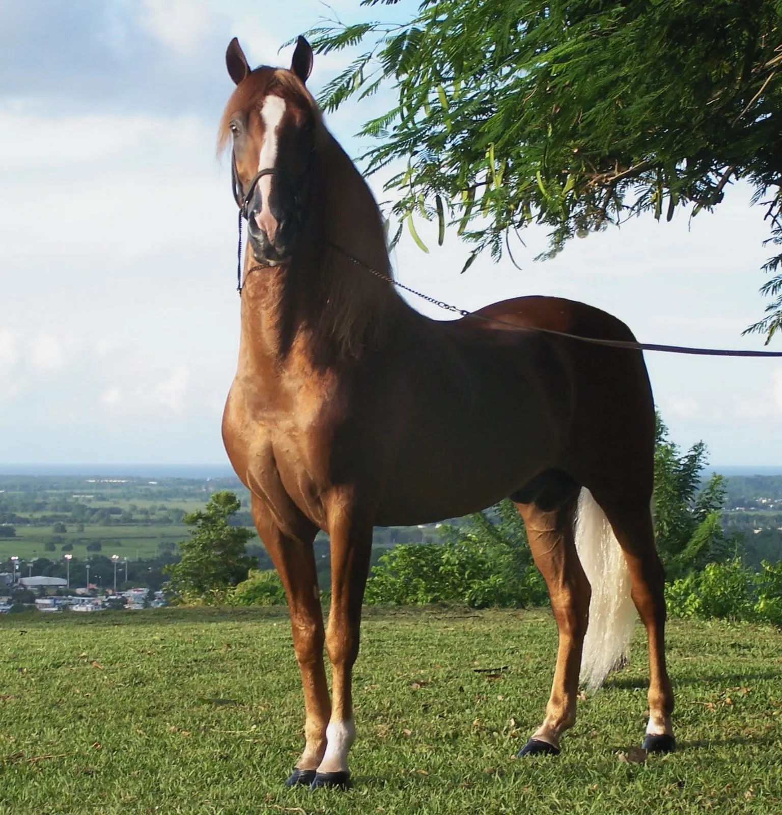 CABALLOS HERMOSOS ~ MEENCANTAELCABALLO