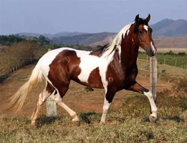 caballos hermosos pintos