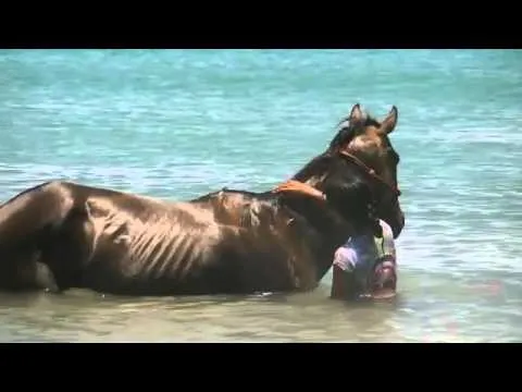 Caballos en el mar - YouTube