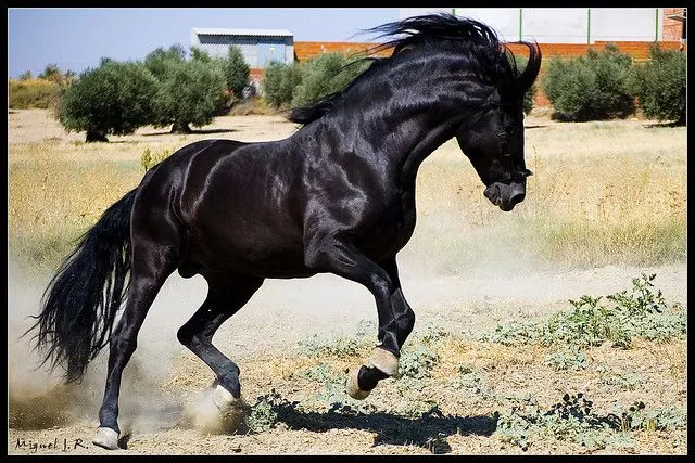 Caballos en movimiento - a gallery on Flickr