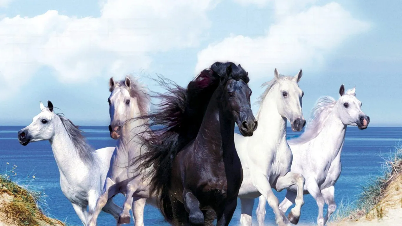 Caballos negros y blancos - 1366x768 :: Fondos de pantalla y ...