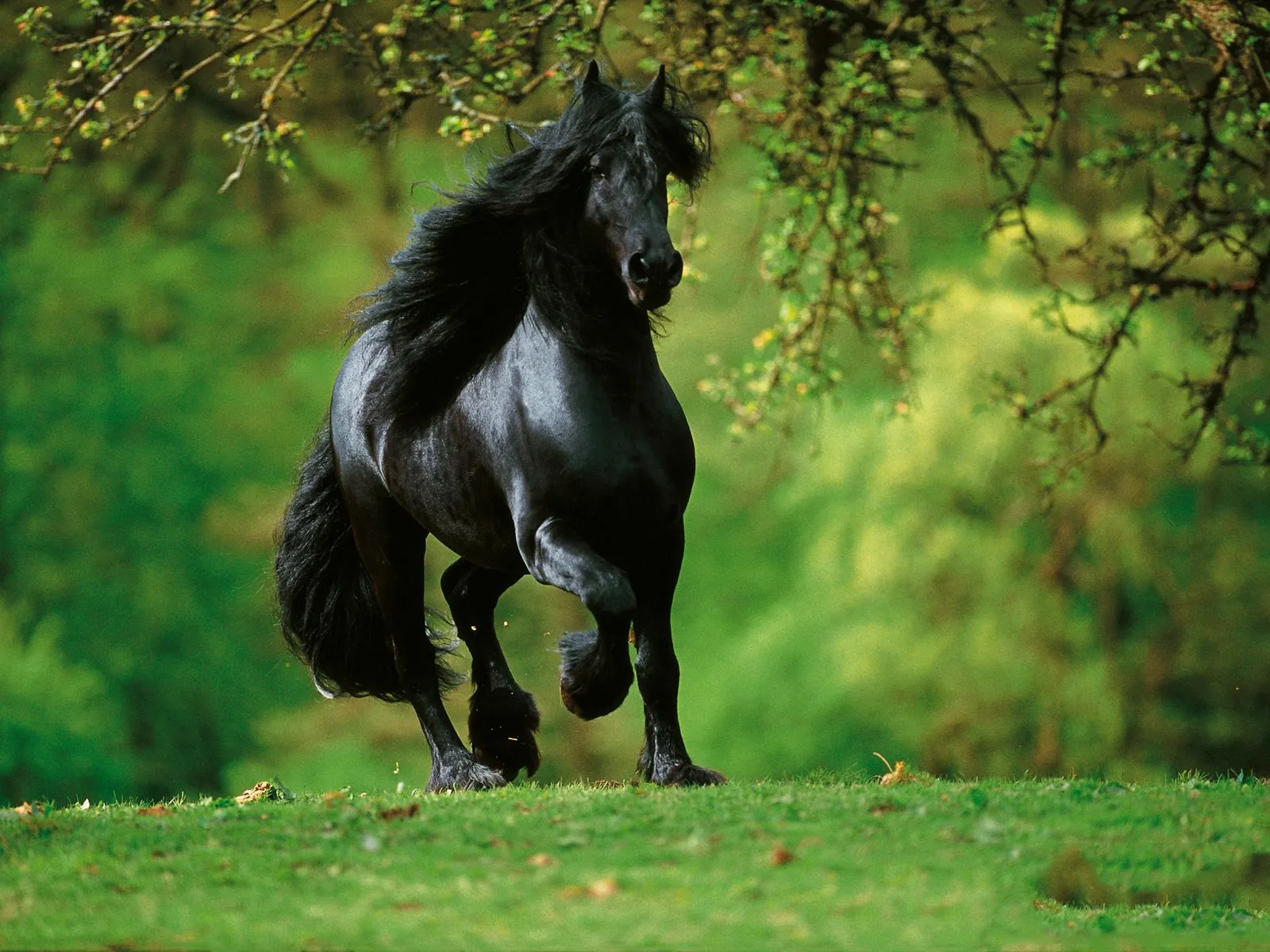 Caballos en paisajes hermosos - Imagui