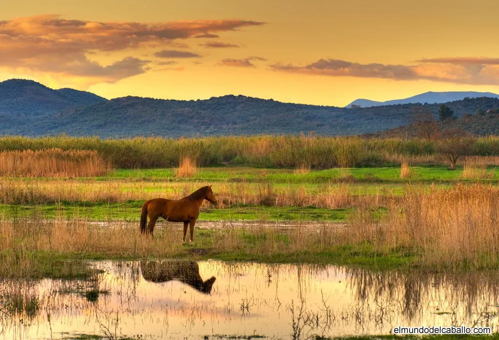 Caballos y paisajes - El Mundo del Caballo - Caballos, razas de ...