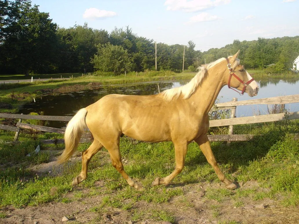 Caballos Palomino