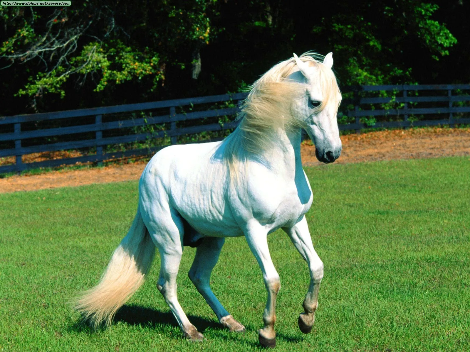 CABALLOS DE PASO FINO