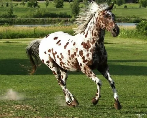 Caballos de pasos finos, caballos hermosos | Wallpapers HD