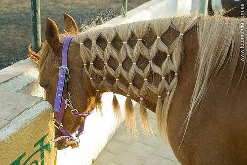 Los caballos: Peinados para nuestros caballos