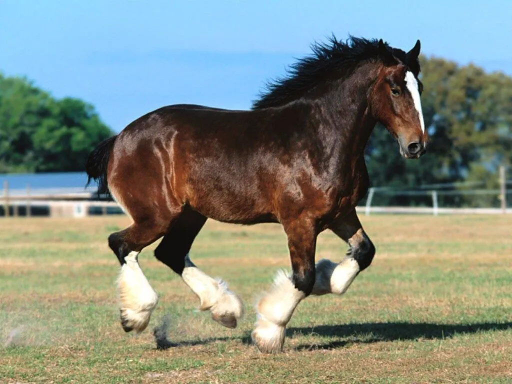 Caballo percherón :: Imágenes y fotos