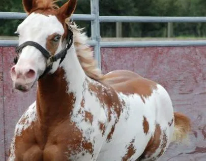 CABALLOS PINTOS Y CABALLOS CUARTO DE MILLA, VENTA DE CABALLOS