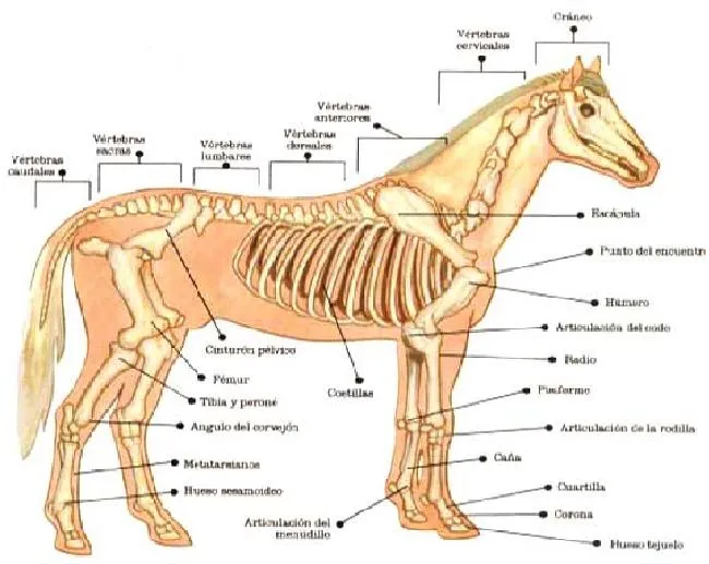 Todo Caballos y ponis: Estructura ósea del caballo